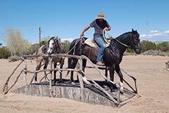Greg Russell, horse trainer at Clinic